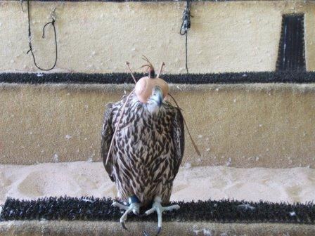 falcon