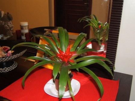 guzmania