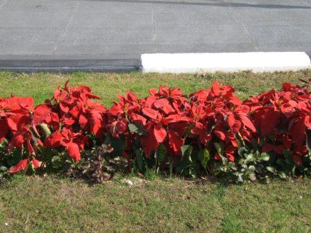 poinsettias