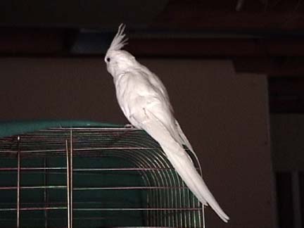 Whiteface lutino
