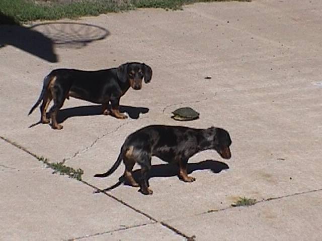 Dashhounds