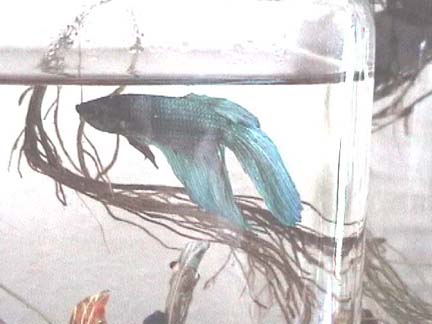 Siamese Fighting Fish (d)