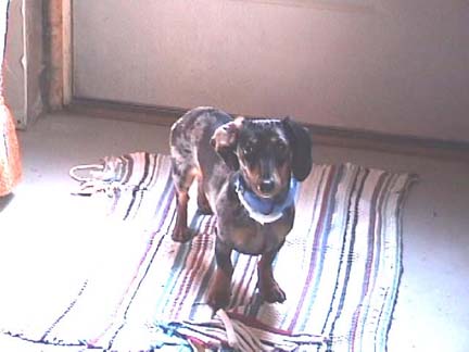 Daschound!