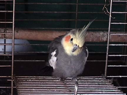 Cockatiel (d)