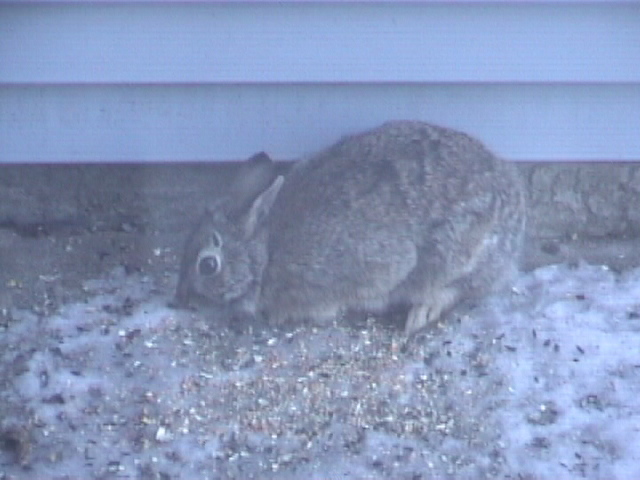 Eating bird food!