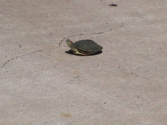 painted turtle