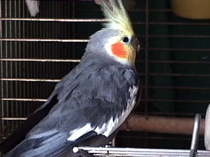 Pretty bird!