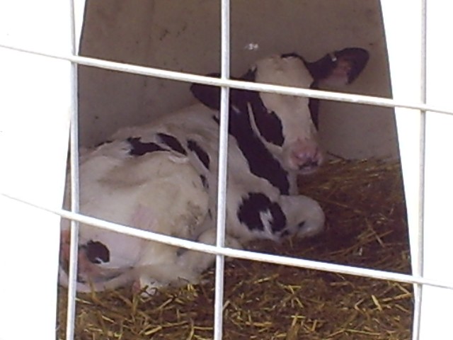 One of the members of the dairy farm!