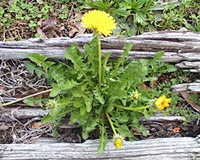 spring
