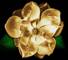 in bloom
