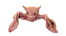 batty