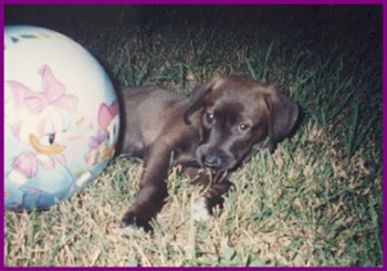 Help!!!  The Ball is Attacking Me!!!