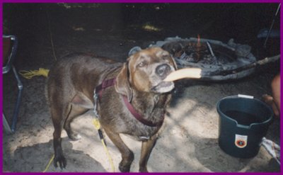 I Love Hot Dogs!!!