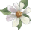 Daisey