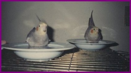 Wet Birds!!!