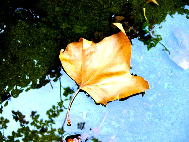 autumn