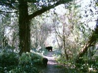 woods