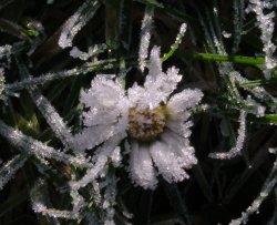 daisy