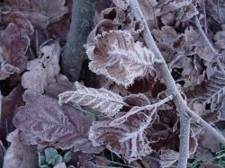 frosty morning