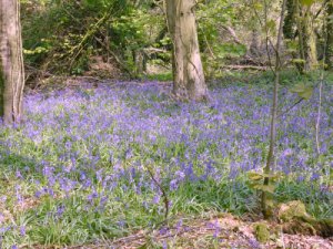 bluebells