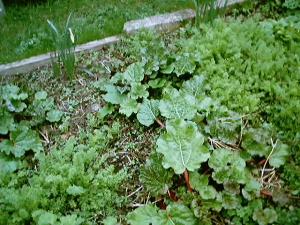 rhubarb rhubarb