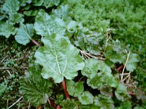more rhubarb