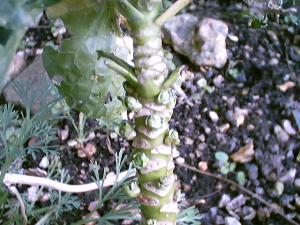 worlds smallest sprouts!