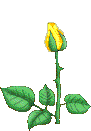 Opening Rose