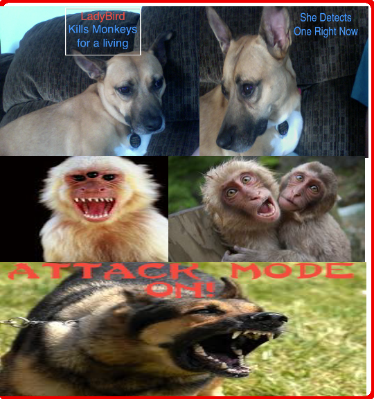 Ladybonema dog