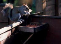 Grey squirrells coming to a feeding box.