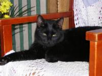 Mean Cat