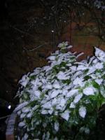 Snow