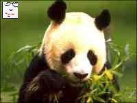 JAF Systems brings you live Panda updates with PandaCam.