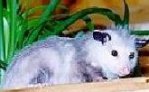 Oz the Opossum. Click here to visit an external site about opossums and how you can protect them. JAF Systems promotes a "Wise Use" policy.