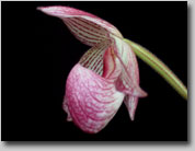 Side photo of the flower