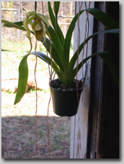 Photo of the first flower hanging in the doorway of the studio