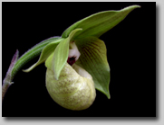 Profile shot of the flower