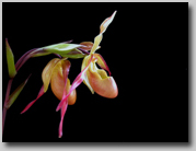 Photo of the first flower hanging in the doorway of the studio