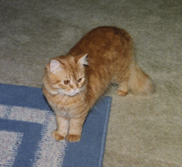 Kitty