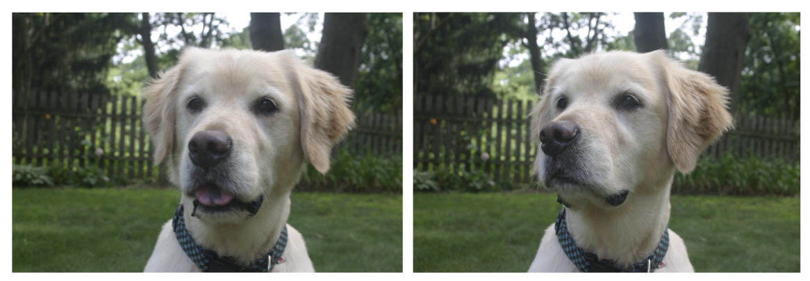 My wonderful pup.