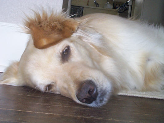 Zzzzzmmmphh......huh?......go away