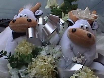 bonnet cows. mooooo .... 