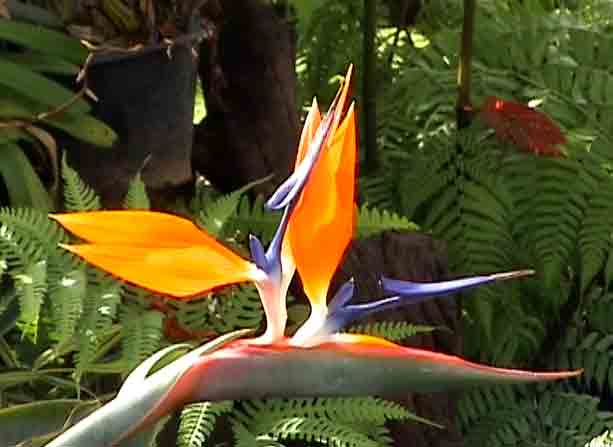 flower actually looking like a bird of paradise.