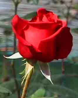 roses in wild