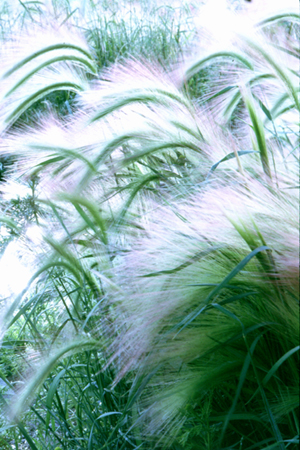 Foxtail Grass in Kantishna Alaska, USA photo copyright Jerome Shaw