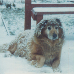 Bo, What a great dog he was! Half German Shepard and half Chow!
