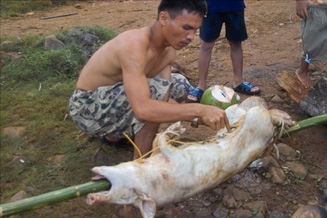 After gutting the pig and burning off the hair they stick a bamboo from one end to the other. 