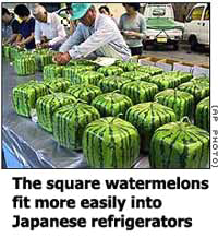 Does it make you a square if you eat square stuff?