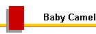 Baby Camel