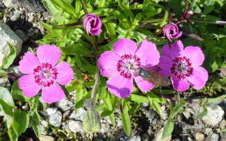 Alpine Pink